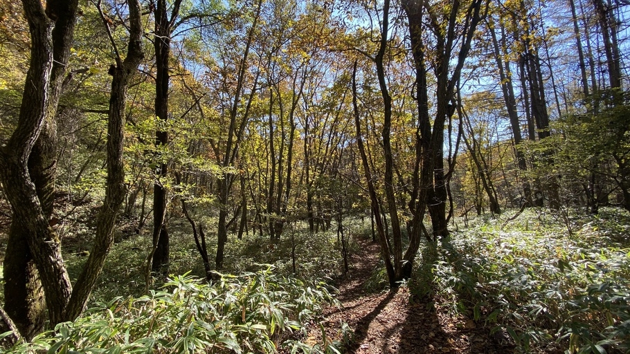 お肉屋さんから直接仕入れるから出来る品質。満足の和牛ステーキコース2食付