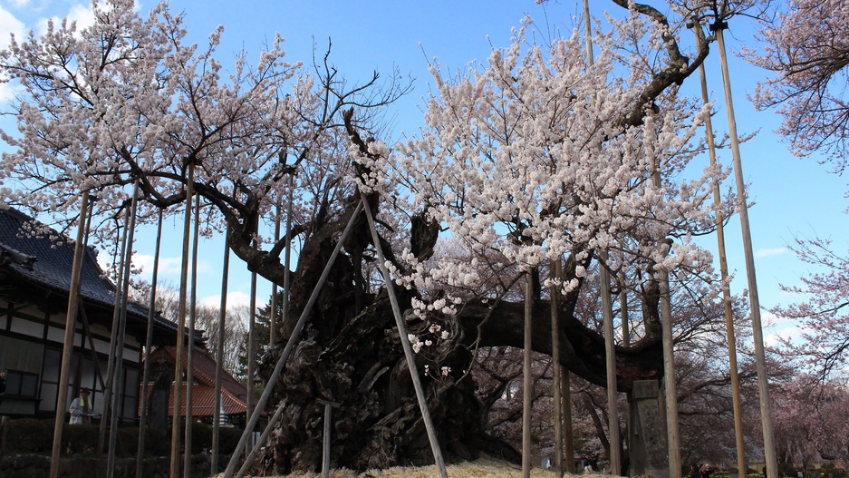 北杜市～山高神代桜の桜～