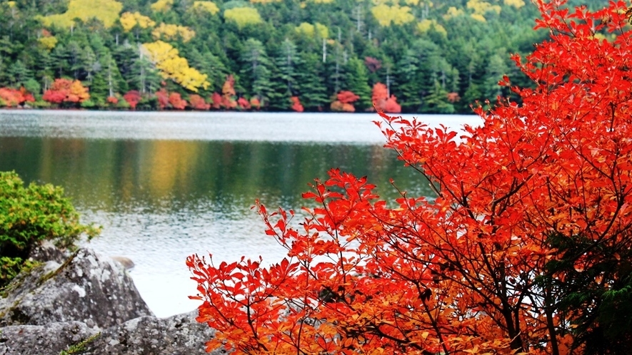 小海町～白駒池の紅葉～