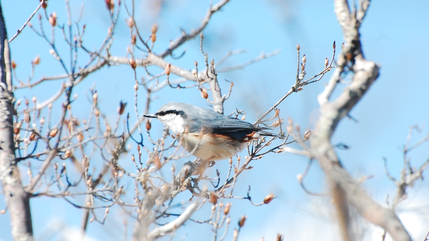 野鳥の宝庫　野辺山高原②