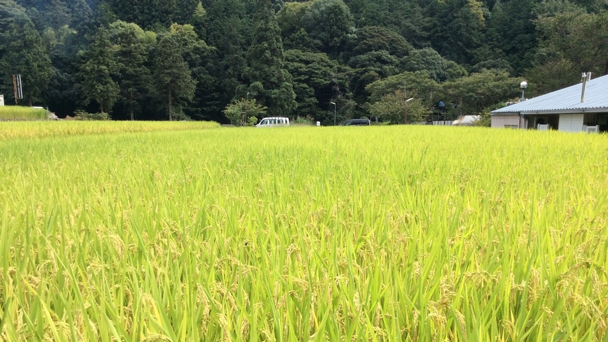 ★一の瀬【近隣の稲】周辺にはのどかな風景が広がっています。