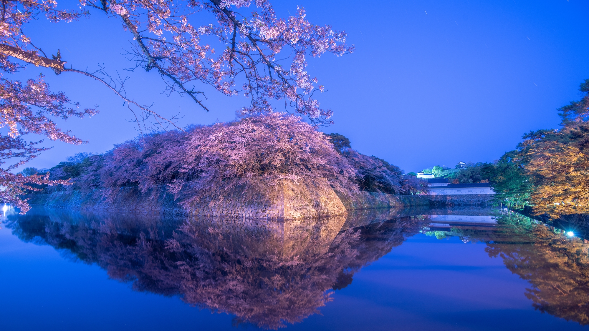*【彦根城の桜】夜はライトアップが行われます。例年見頃：3月下旬～4月中旬