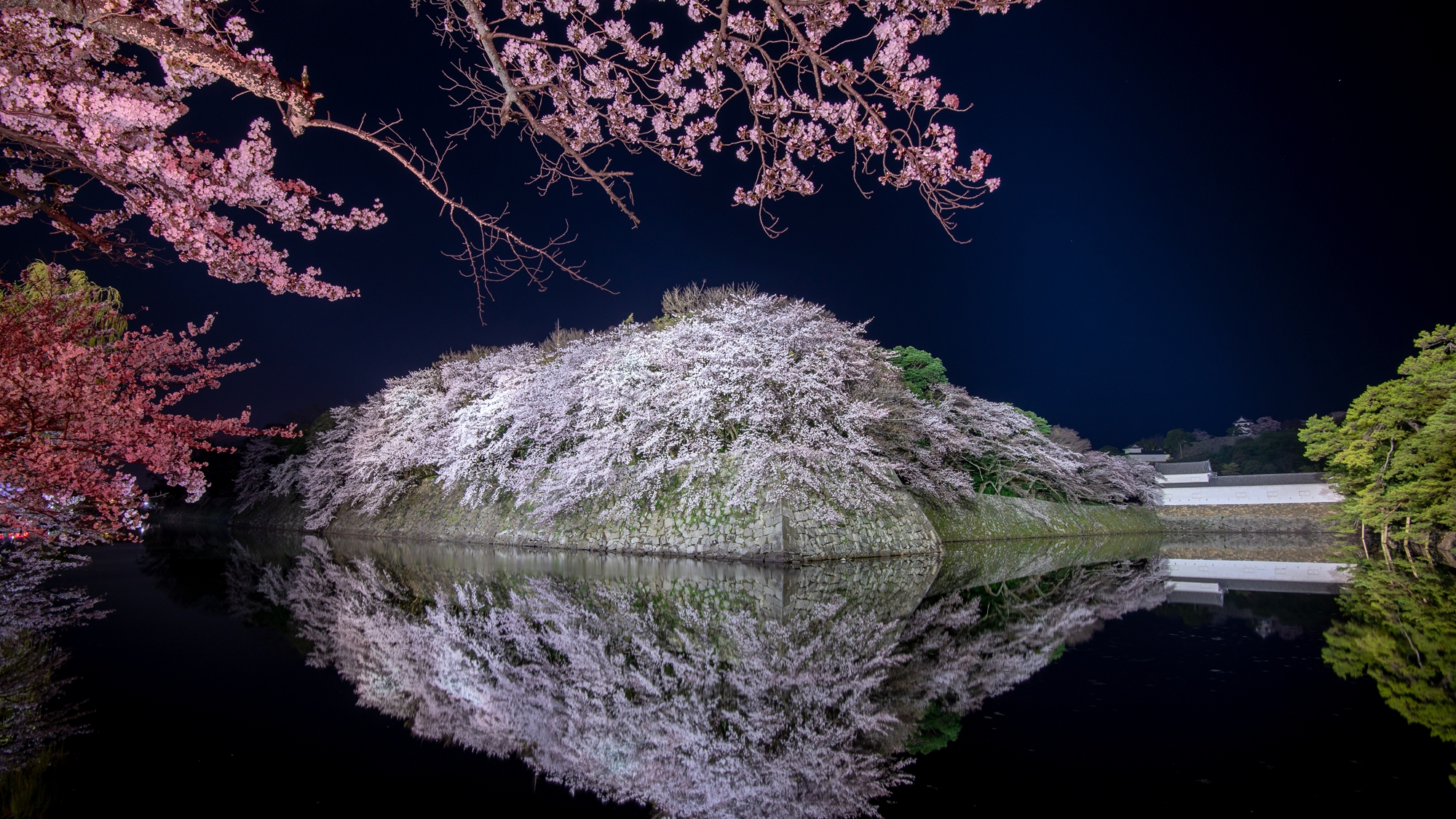 *【彦根城の桜】夜はライトアップが行われます。例年見頃：3月下旬～4月中旬