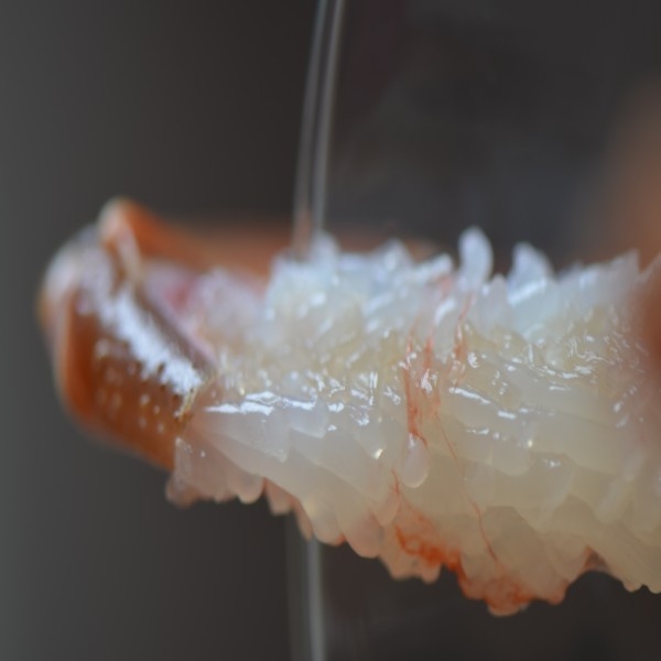 ≪特選≫　香住・柴山産の鮮度自慢！特選タグ付き活松葉ガニプラン