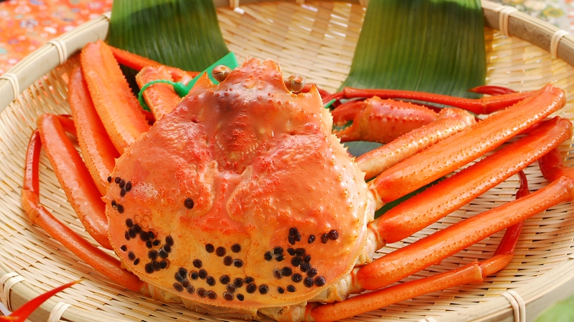 蟹好き必見！松葉蟹と香住蟹の食べ比べフルコース（タグ付き松葉蟹刺し付♪）