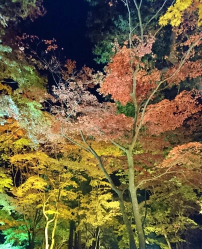 秋の香雪園ライトアップ