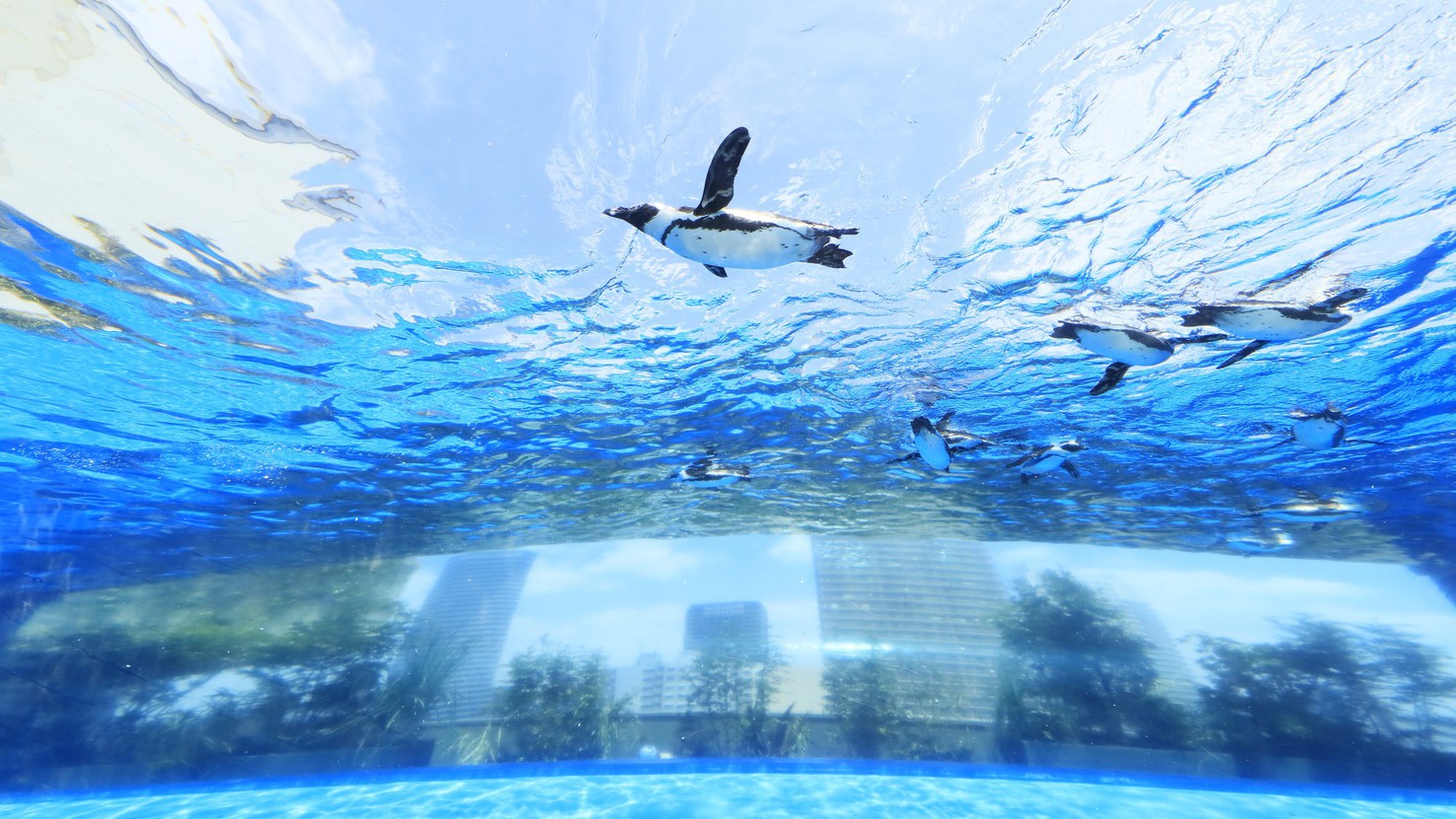 【池袋を楽しもう♪】都会に浮かぶ「天空のオアシス」サンシャイン水族館チケット付プラン〜素泊り