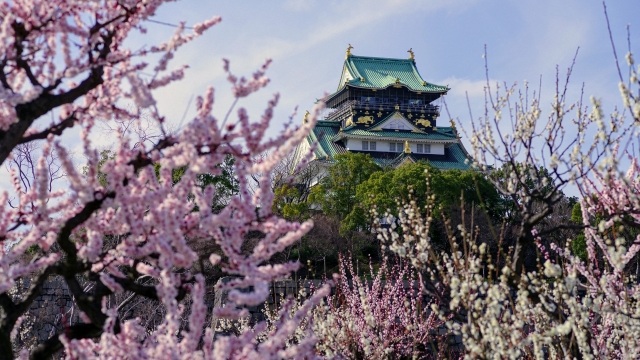 【大阪城公園梅林】