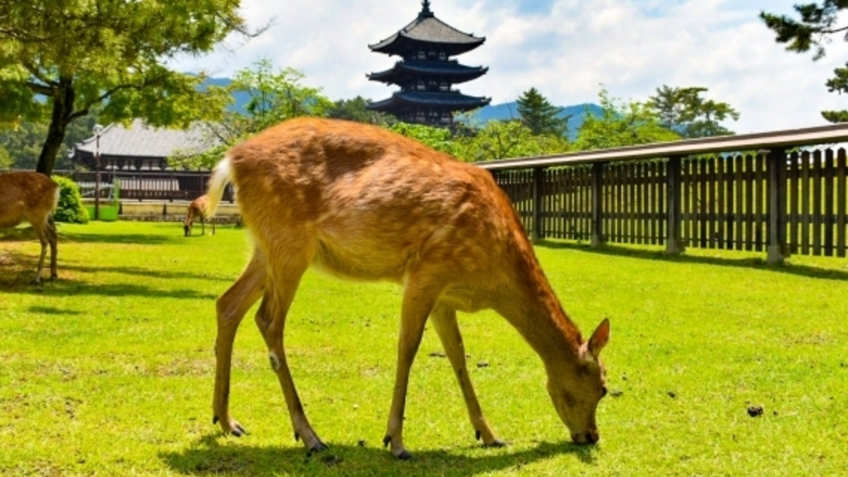 【奈良公園】