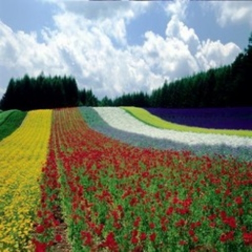 ◆ファーム富田◆ノロッコ号で旭川から約８０分。素敵な花畑が広がります