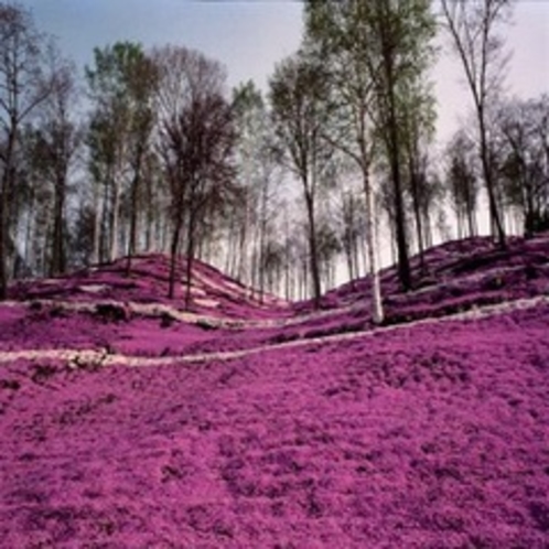 ◆東藻琴の芝桜◆毎年ＧＷ後にピンクのジュータンが広がります