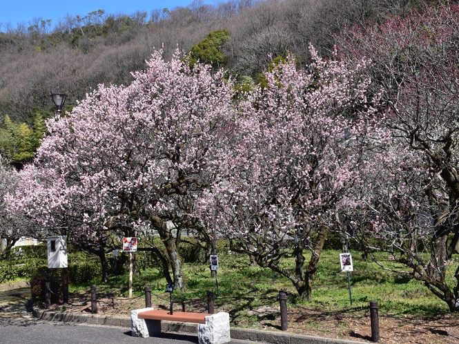 梅林公園