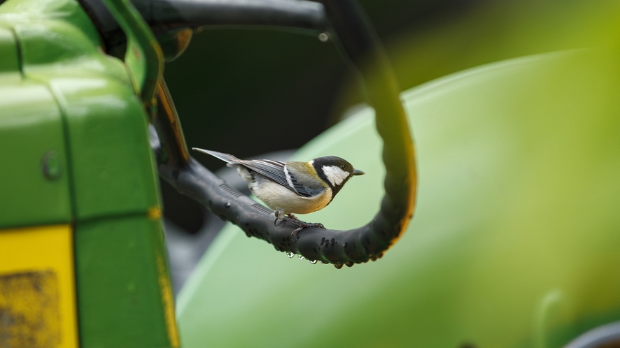 庭を住処とする無数の虫や野鳥たちにも配慮された環境を整えています