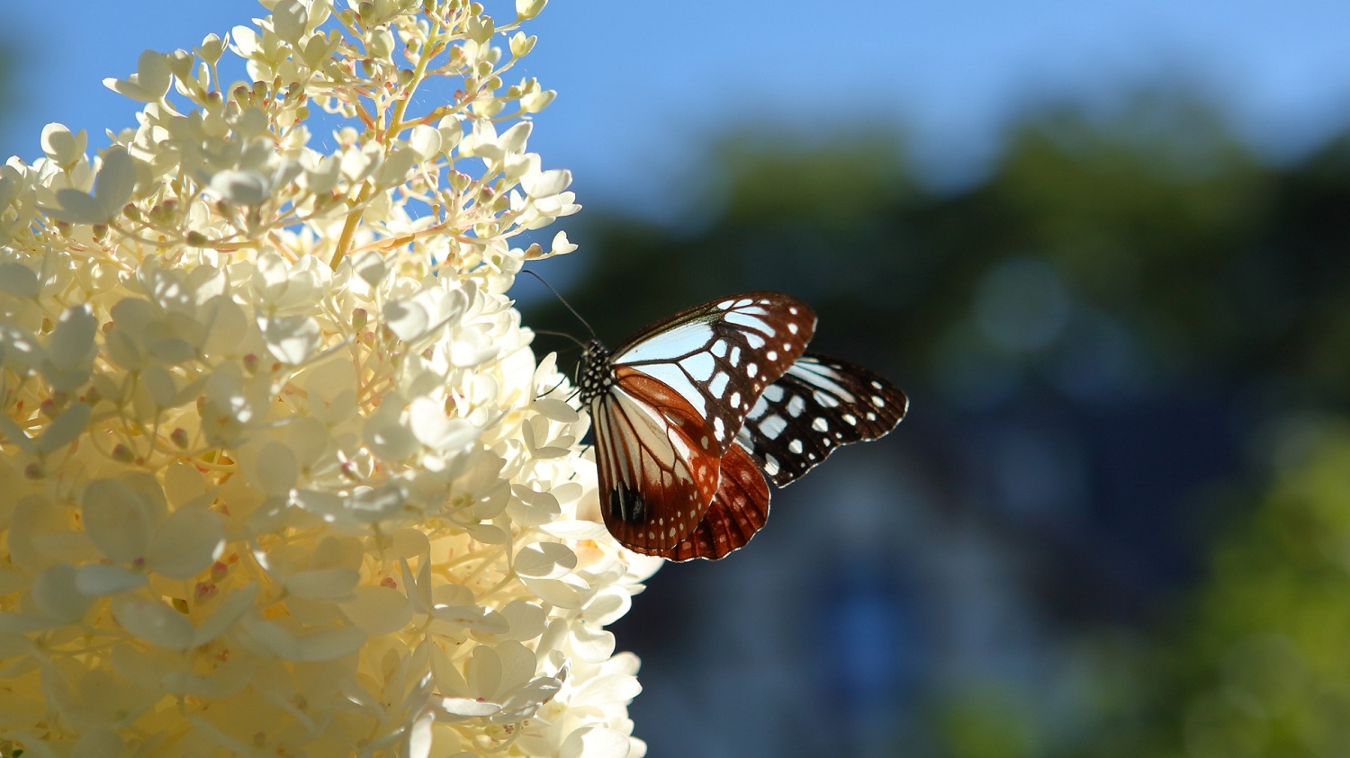 庭に存在する小さな生き物たちにも目を凝らすことで、その豊かな多様性が見えてきます。