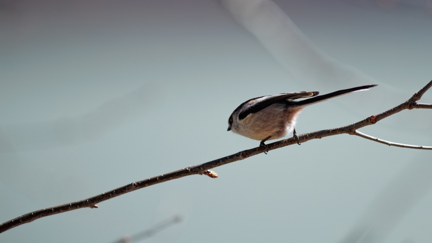 庭を住処とする無数の虫や野鳥たちにも配慮された環境を整えています