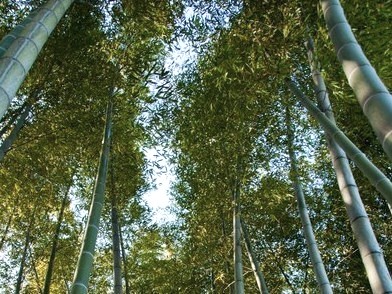 100年越しの竹林