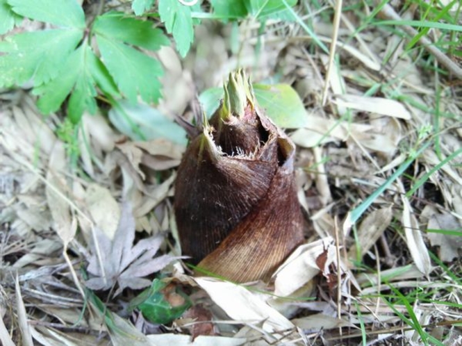 毎年春に当館の竹林から顔を出すたけのこ。