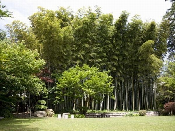 当館のお庭。１００年越の竹林です！お庭は散策できます。