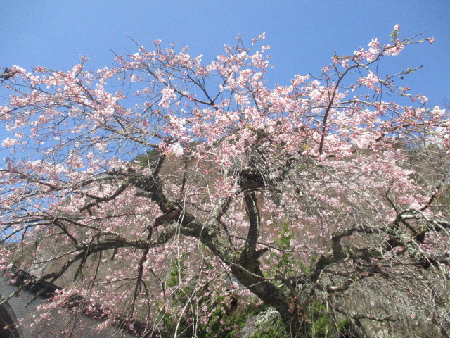 写真1