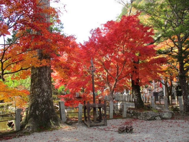 お部屋にいながら紅葉狩り、和会席プラン