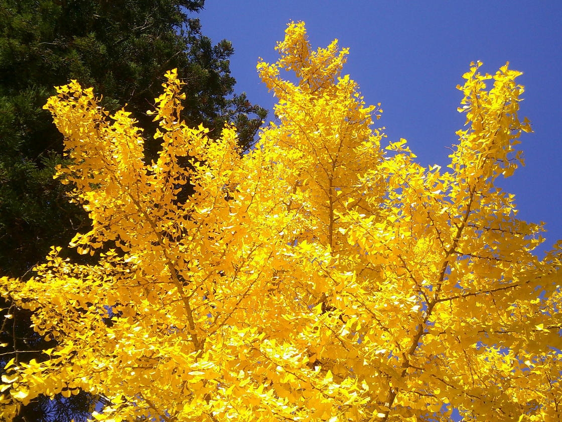お部屋にいながら紅葉狩り、和会席プラン
