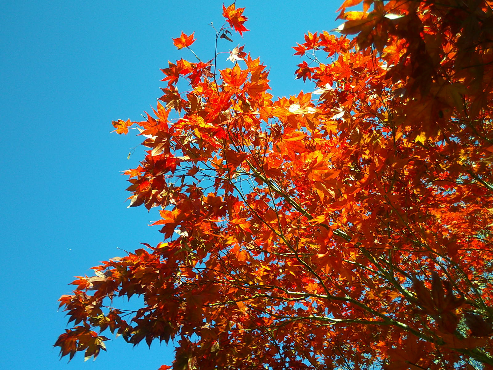 龍泉寺の紅葉