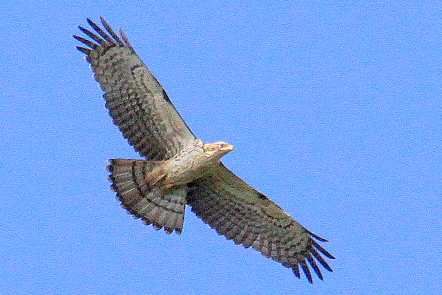 白樺峠鷹の渡り