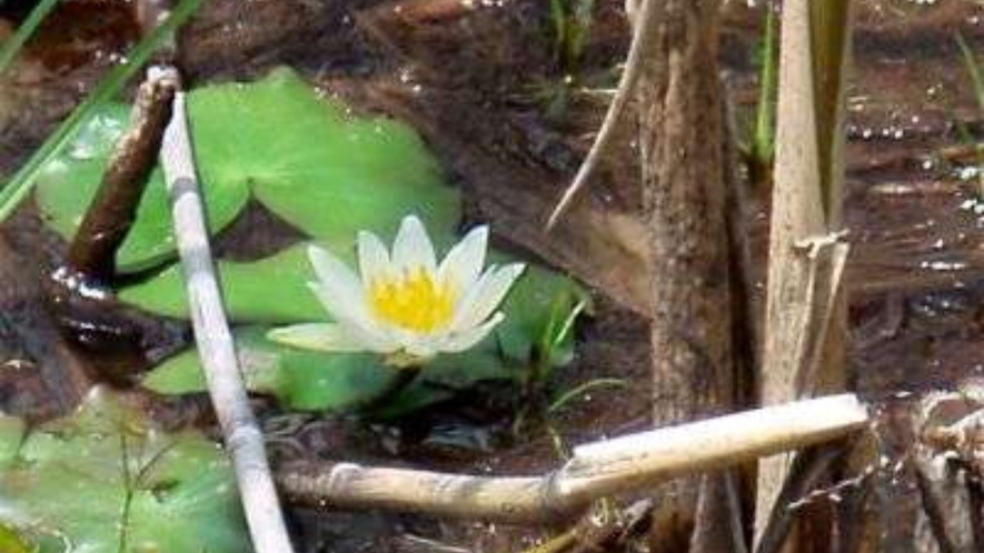 ヨシ沼に咲く「ヒツジ草」