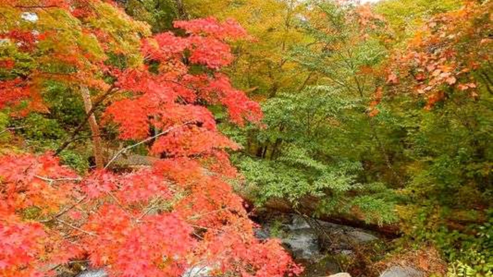 日塩もみじラインにある白滝付近の紅葉