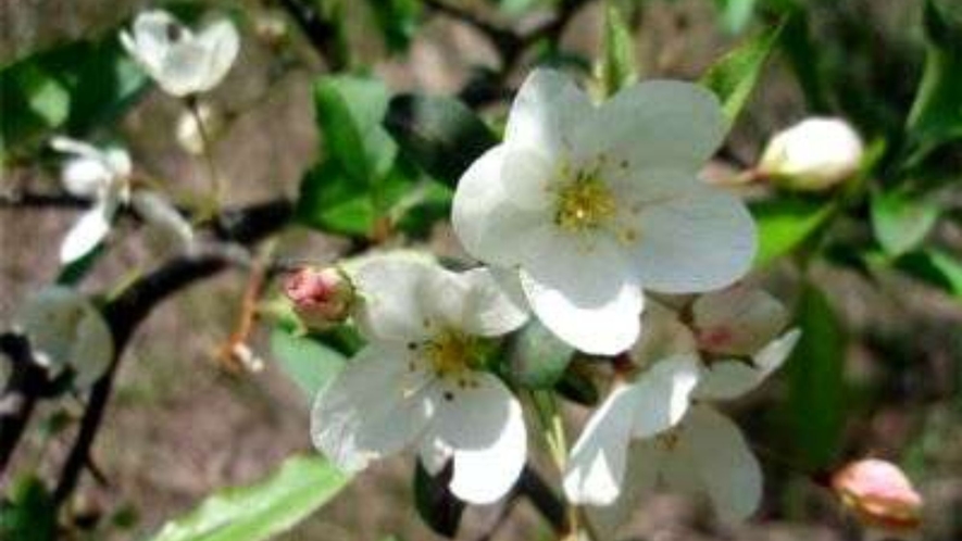 大沼に咲く「ズミ」の花　花期は５月下旬