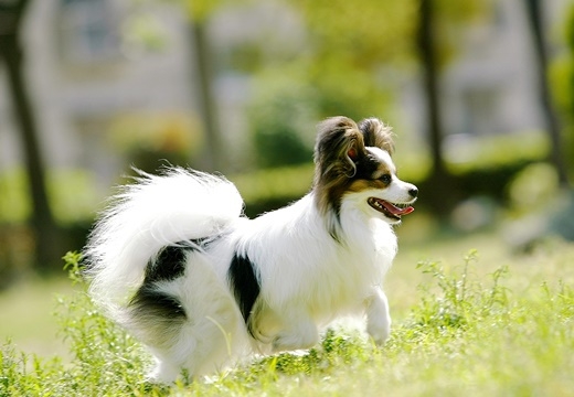 【ペット同伴OK★冬季限定】愛犬と一緒♪自家栽培野菜を使用した手作り料理でおもてなし/2食付プラン