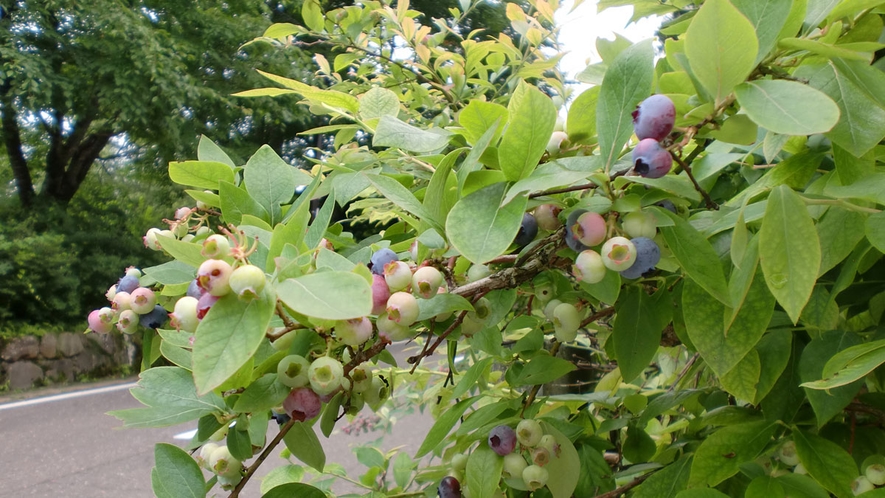 *【庭のブルーベリーの木】例年8/20頃までご宿泊者様は自由に実を摘んでお召し上がりいただけます。