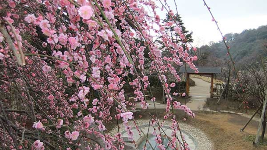 *周辺観光＜春の熱海梅園（当館より車で約9分）