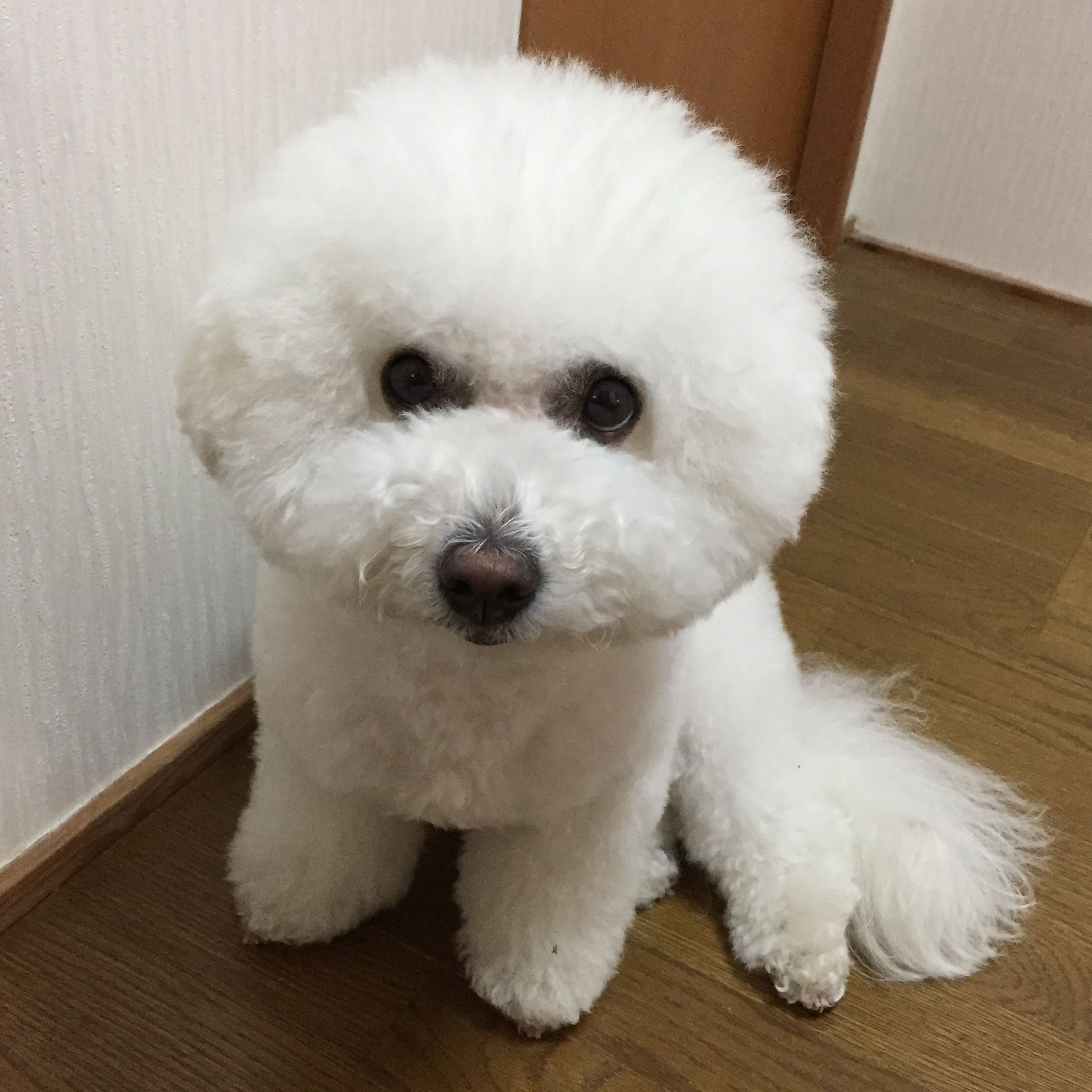 【ペットと同室宿泊（素泊まり）】小〜超大型室内犬可能（犬種不問）ワンちゃんと温泉旅行