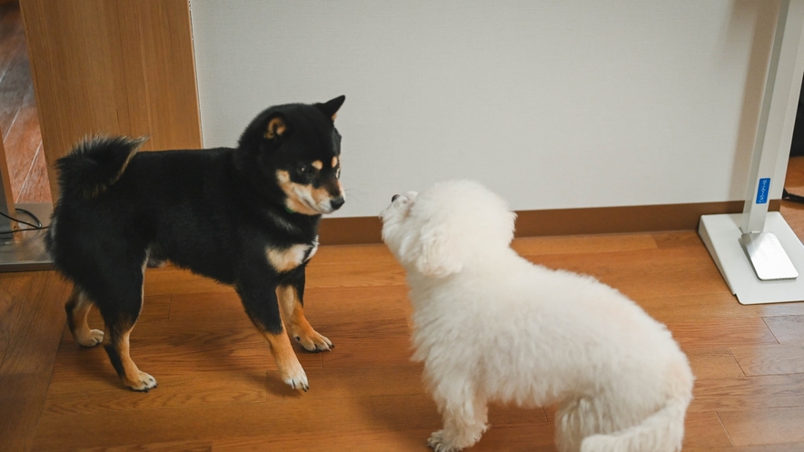 *【当館の看板犬シェリー】笑顔でお出迎えする看板犬の「シェリ」