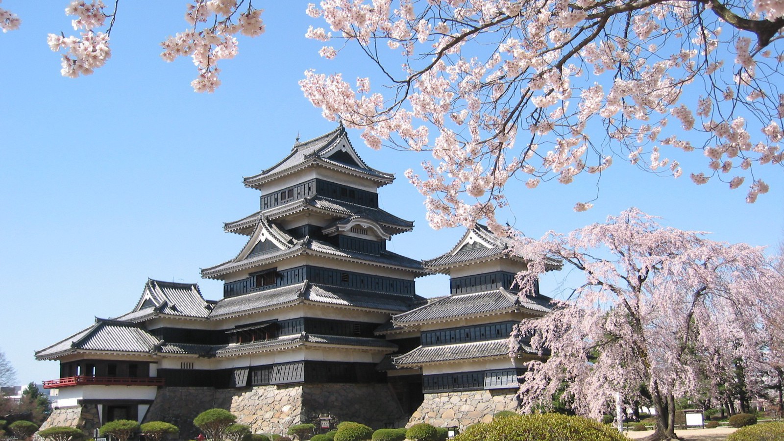 松本城桜