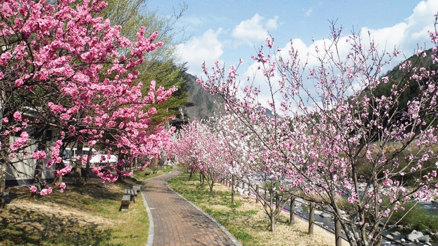 「飛騨御岳はなもも街道★春には赤や白、ピンクのハナモモの花が沿道を彩ります★