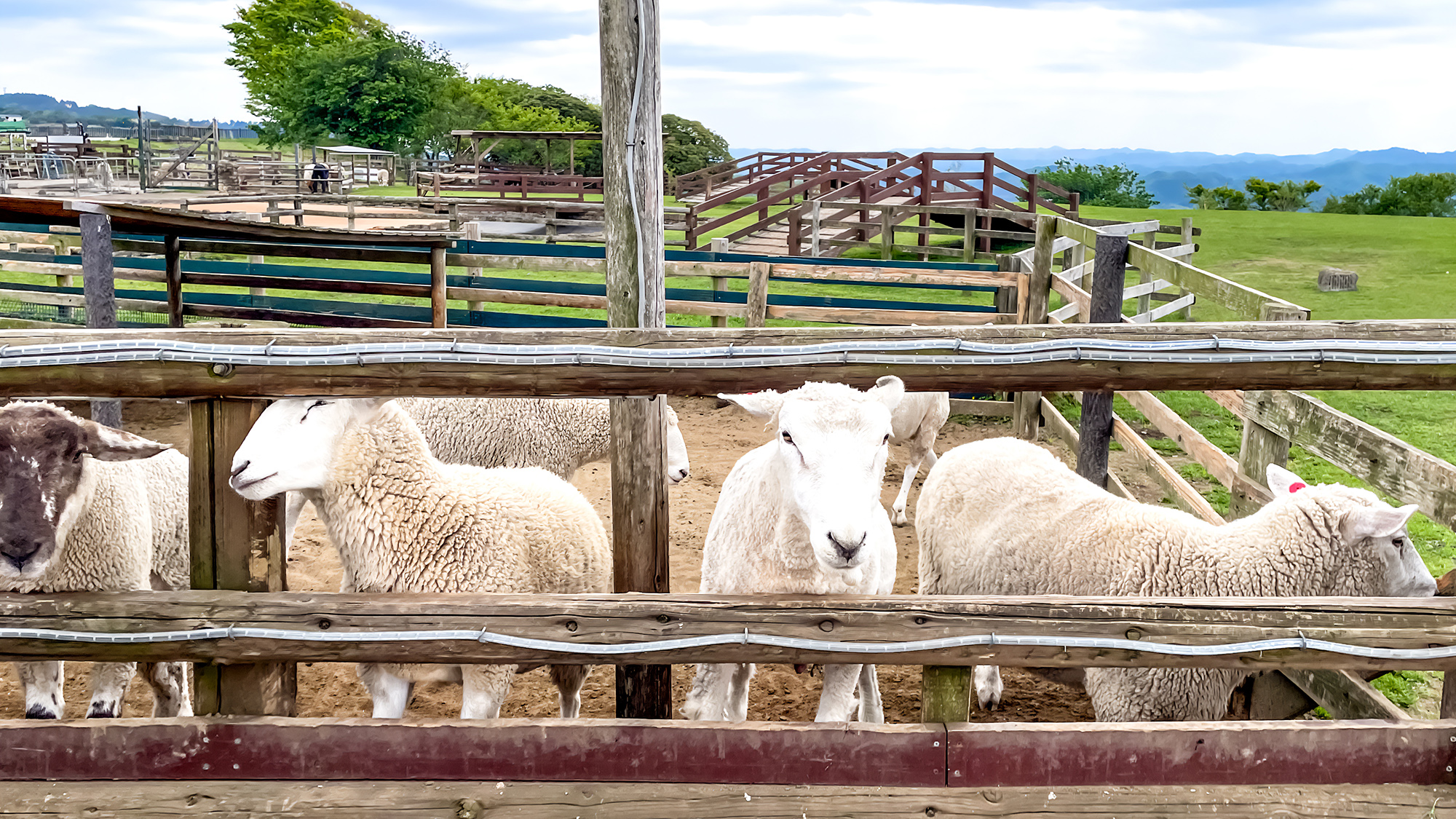 ◆【マザー牧場】車で72分