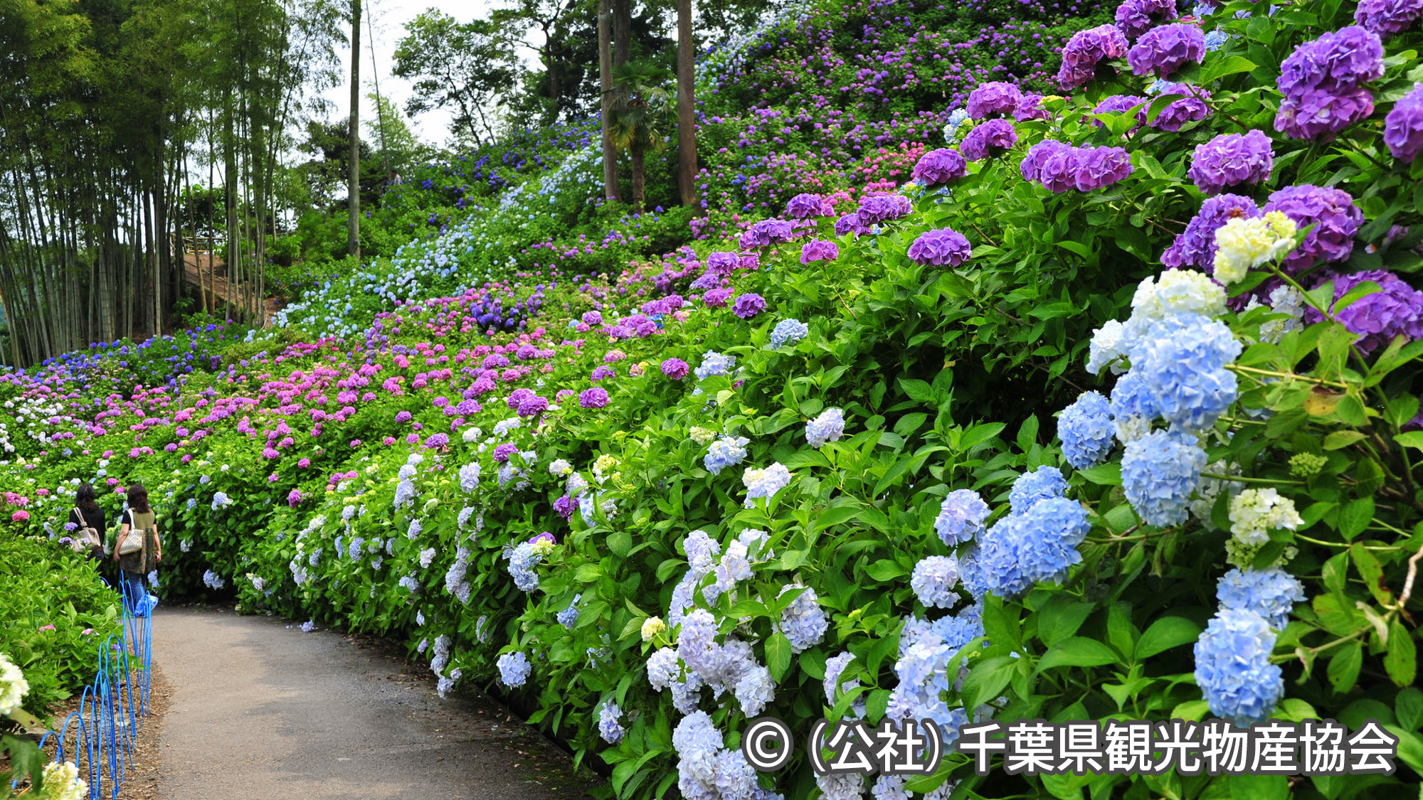 ◆【服部農園あじさい屋敷】車で46分