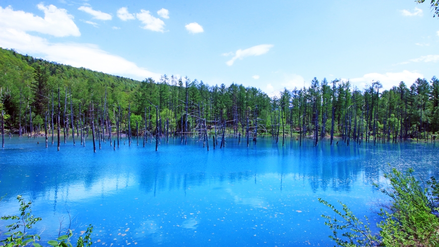 #【白金青い池】水面が青く見える不思議な池。神秘的で写真スポットにおすすめ。