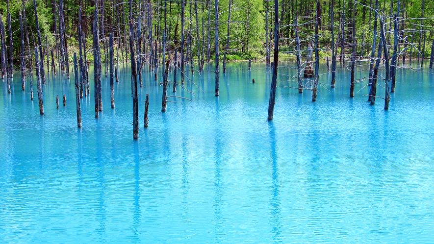 #【白金青い池】水面が青く見える不思議な池。立ち枯れたカラマツが幻想的な雰囲気を醸し出しています。