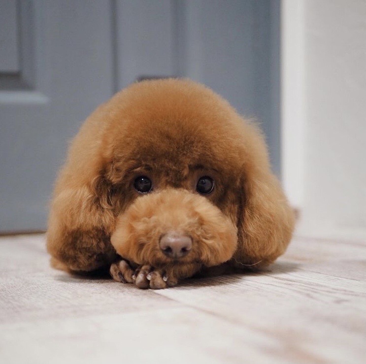 愛犬コロンです。