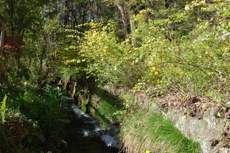 春　小川の流れる庭　