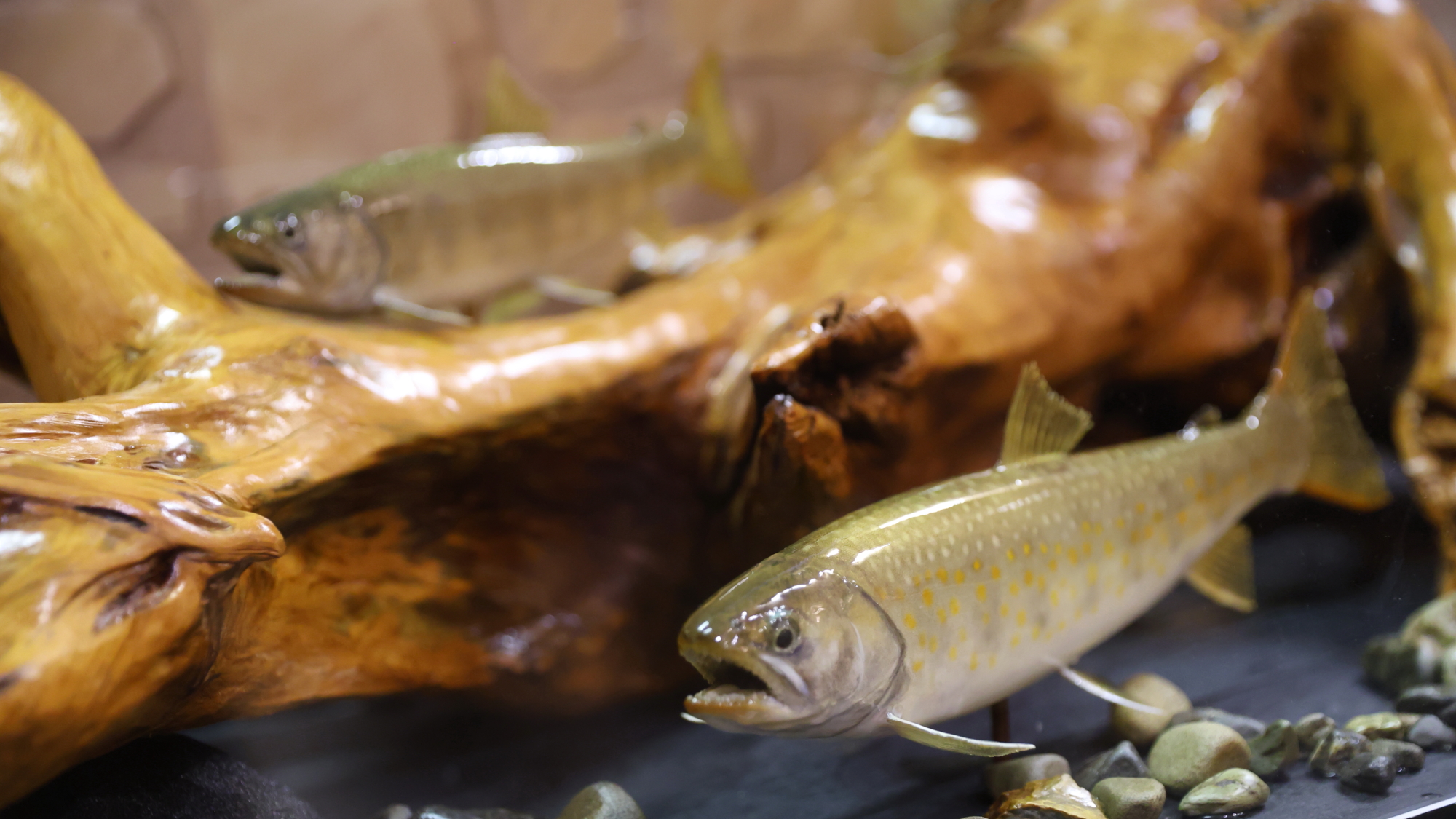 社長が近くで釣り上げた魚の剥製。BARにございます