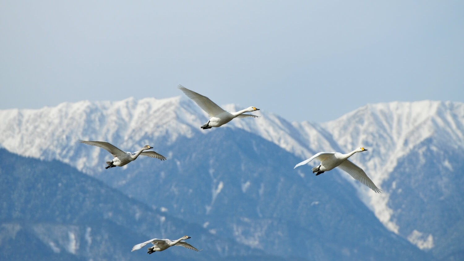 白鳥飛来地・御宝田遊水池