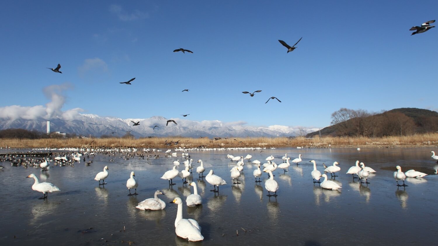 白鳥飛来地・御宝田遊水池