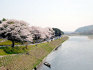 ■観光・アクセス：さくら満開（相模川）