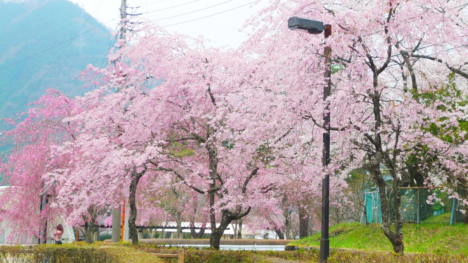  【春】鬼怒川公園の桜。鬼怒川エリアでは4月中旬〜下旬が見ごろです