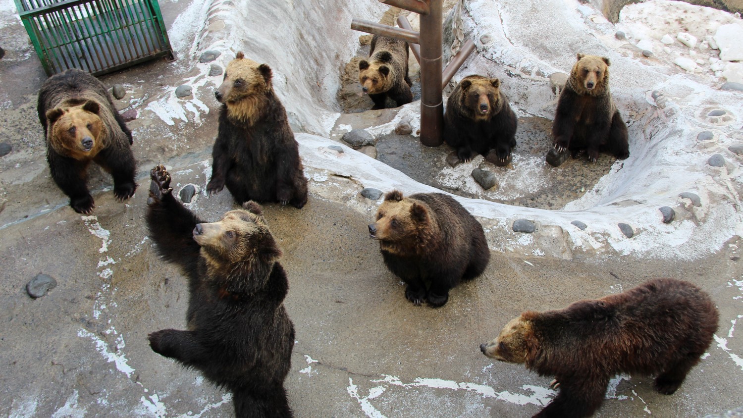 ◆周辺観光「のぼりべつクマ牧場」（イメージ）