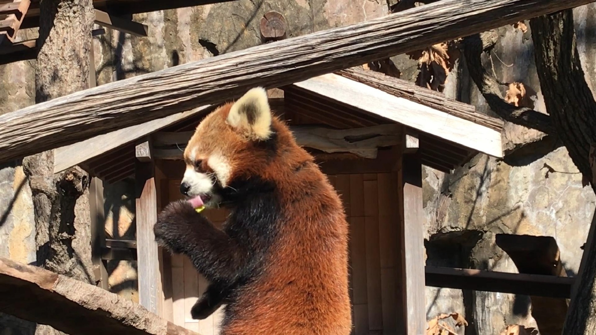 野毛山動物園